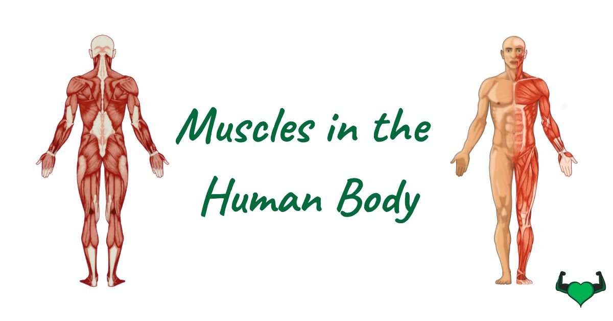 Read more about the article Muscles in the Body