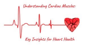 Read more about the article Understanding Cardiac Muscles: Key Insights for Heart Health