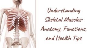 Read more about the article Understanding Skeletal Muscles: Anatomy, Functions, and Health Tips