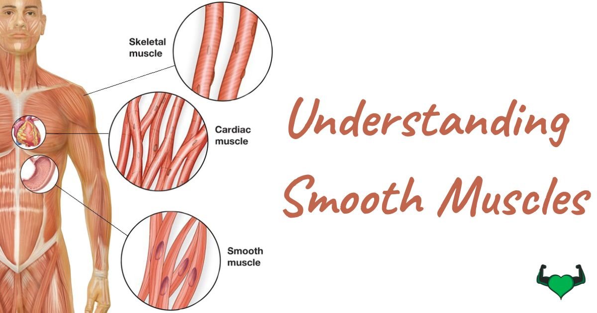 Read more about the article Understanding Smooth Muscles