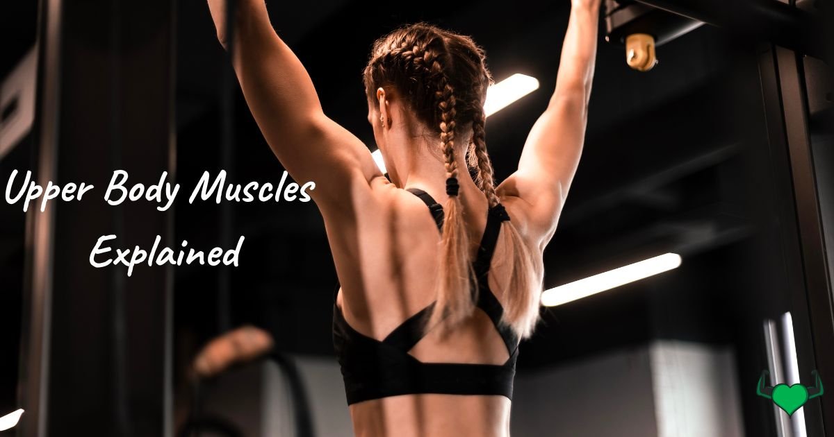 Read more about the article Upper Body Muscles Explained: Anatomy, Exercises, and Tips